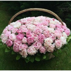 Корзина из 101 пиона Корзина из 101 пиона