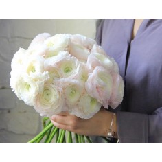 Ранункулюсы Ханой Ранункулюсы Ханой